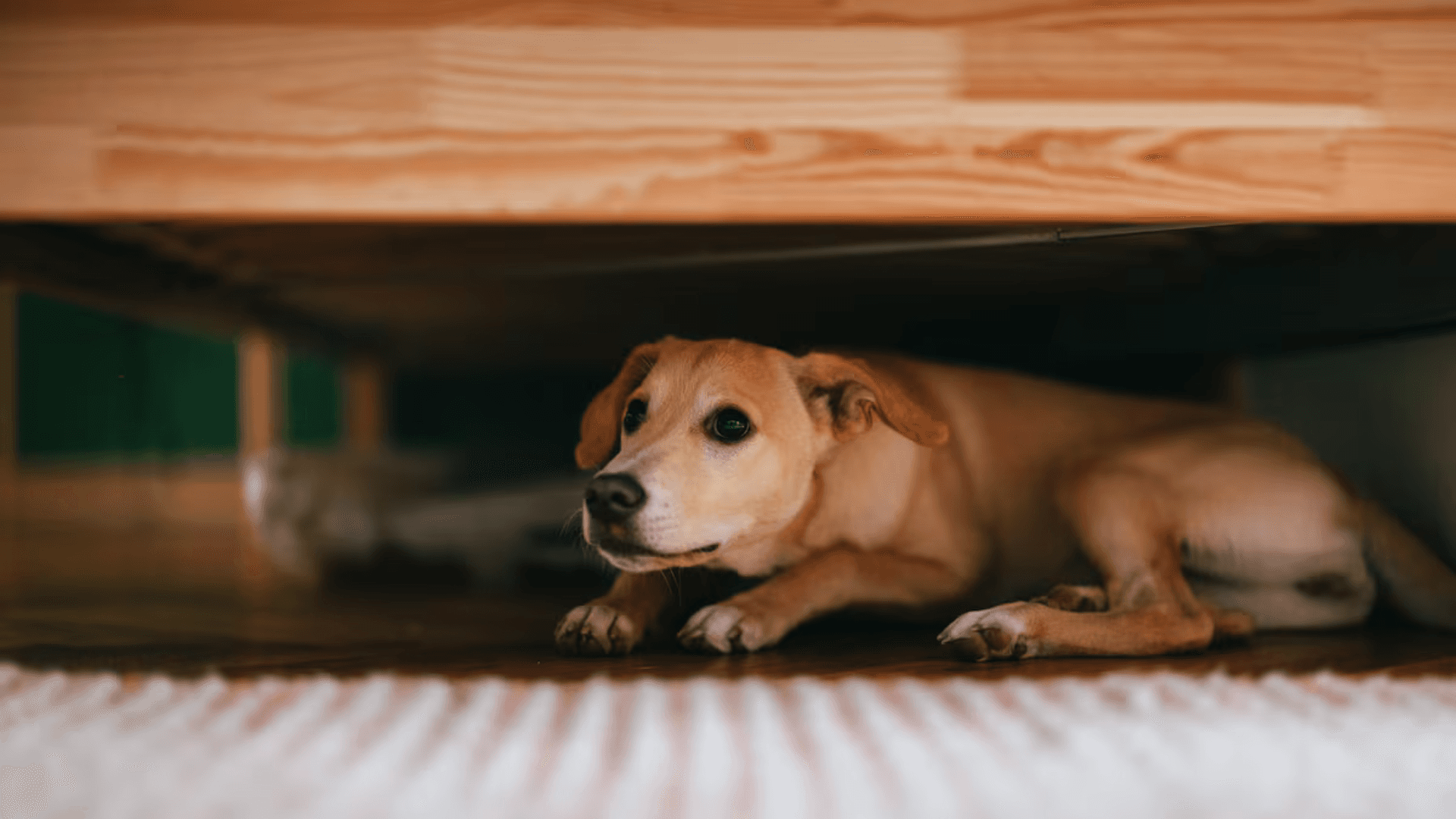 Pets: festas de fim de ano pedem cuidados redobrados com os animais