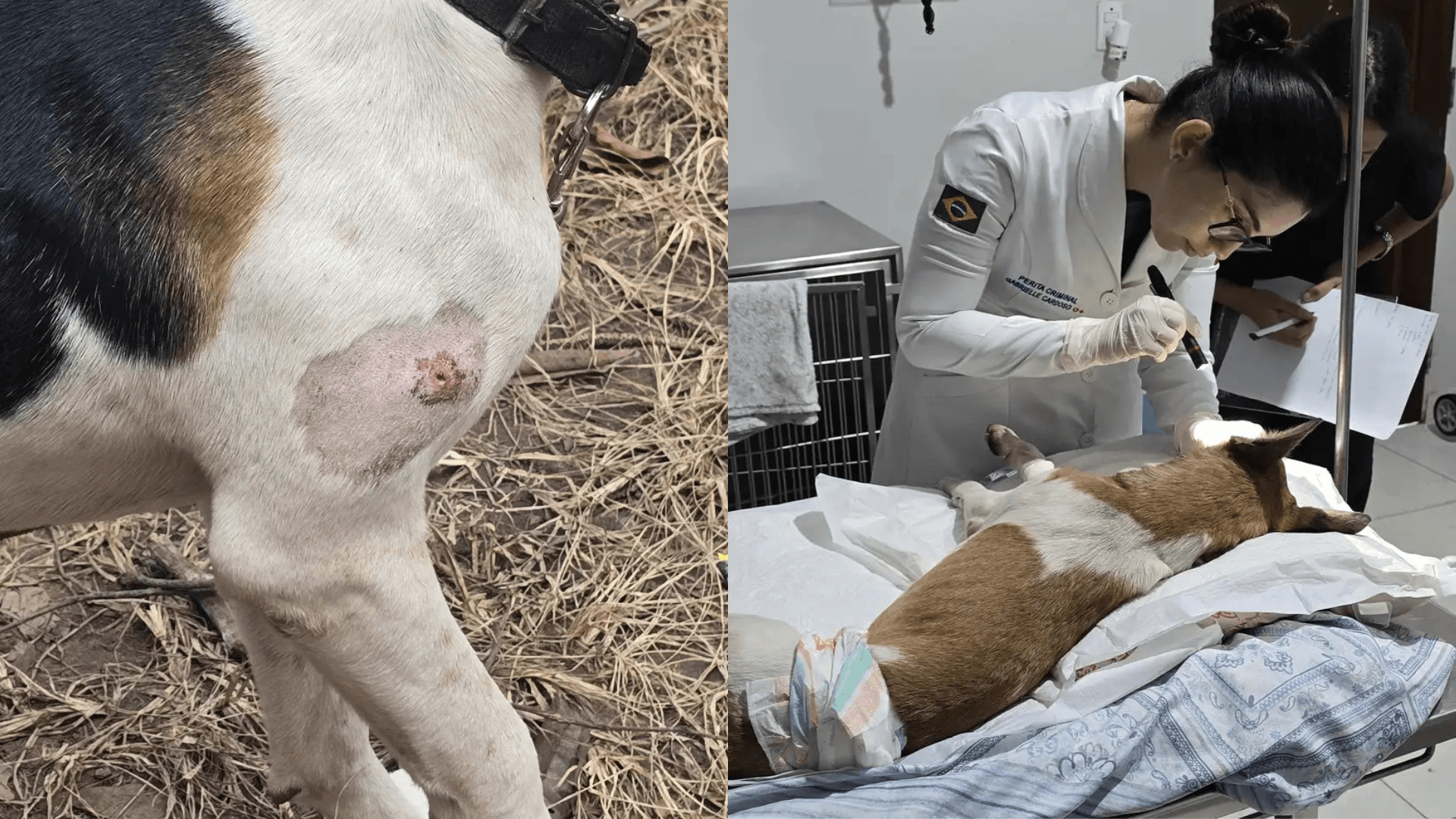 Polícia Científica do Pará realiza perícia em cães vítimas de apedrejamento e baleamento