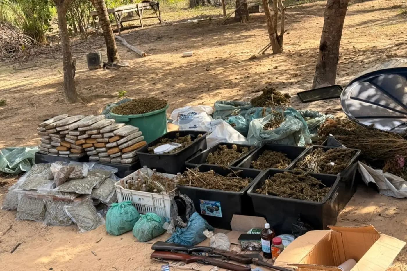 Polícia fecha “fábrica de maconha” e prende nove pessoas no Pará