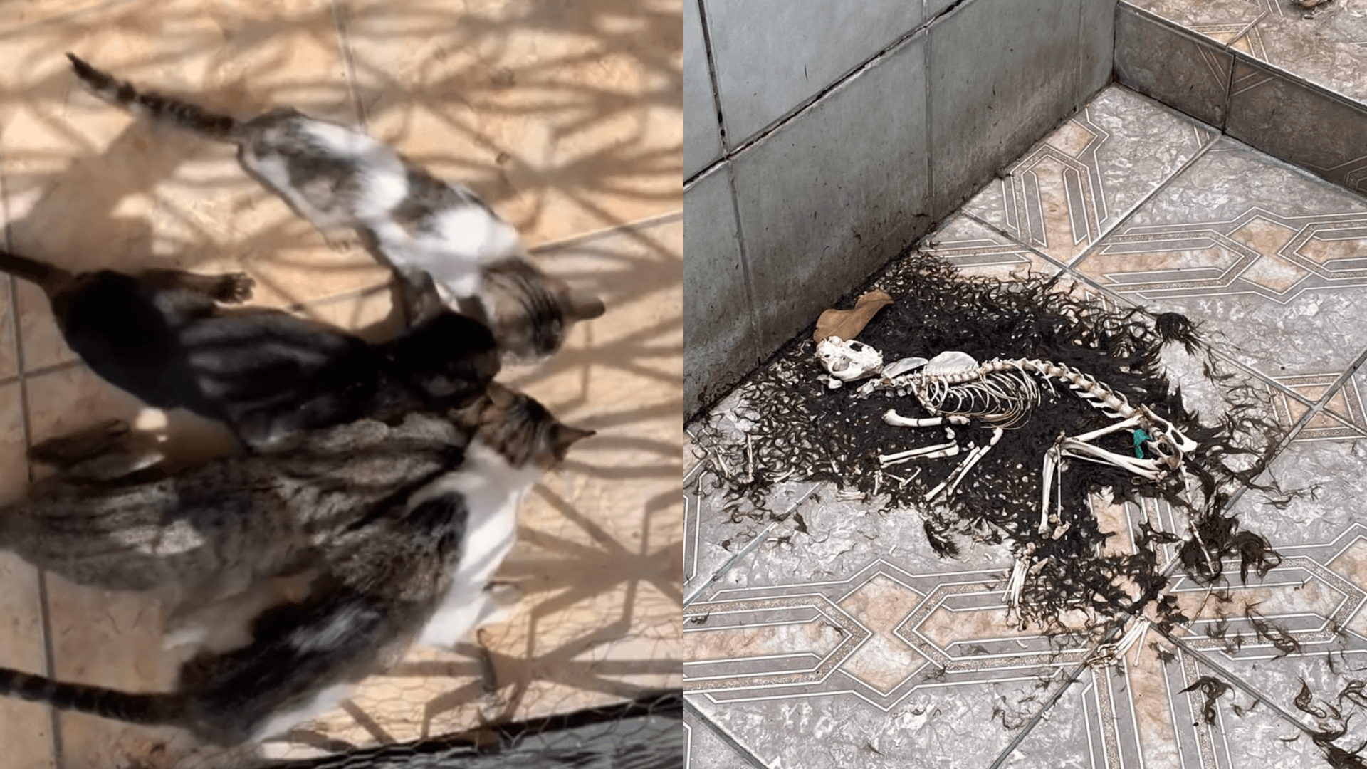 Polícia prende homem após encontrar ossadas de animais e gatos desnutridos em casa na Pedreira