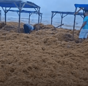 Praia de Ajuruteua no Pará é tomada por algas nesta terça, 14