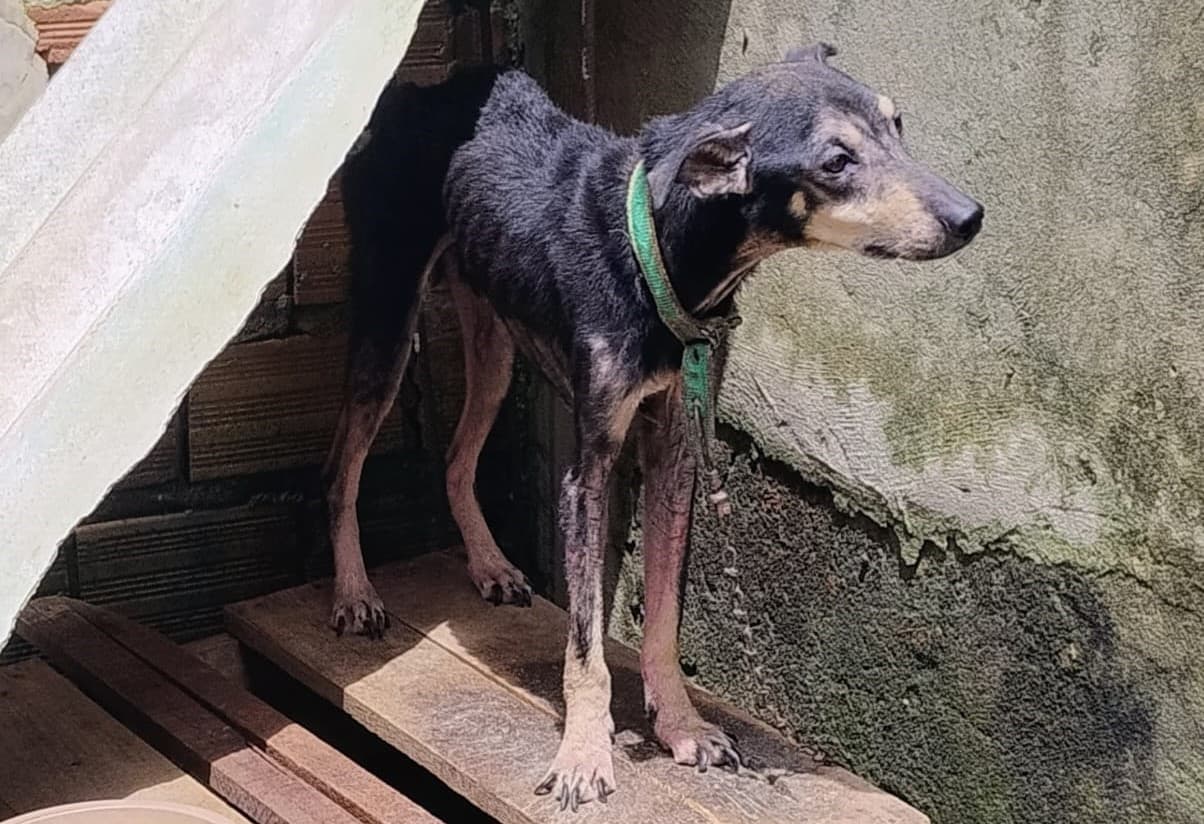 Prefeitura de Belém aprova lei mais dura contra maus-tratos a animais