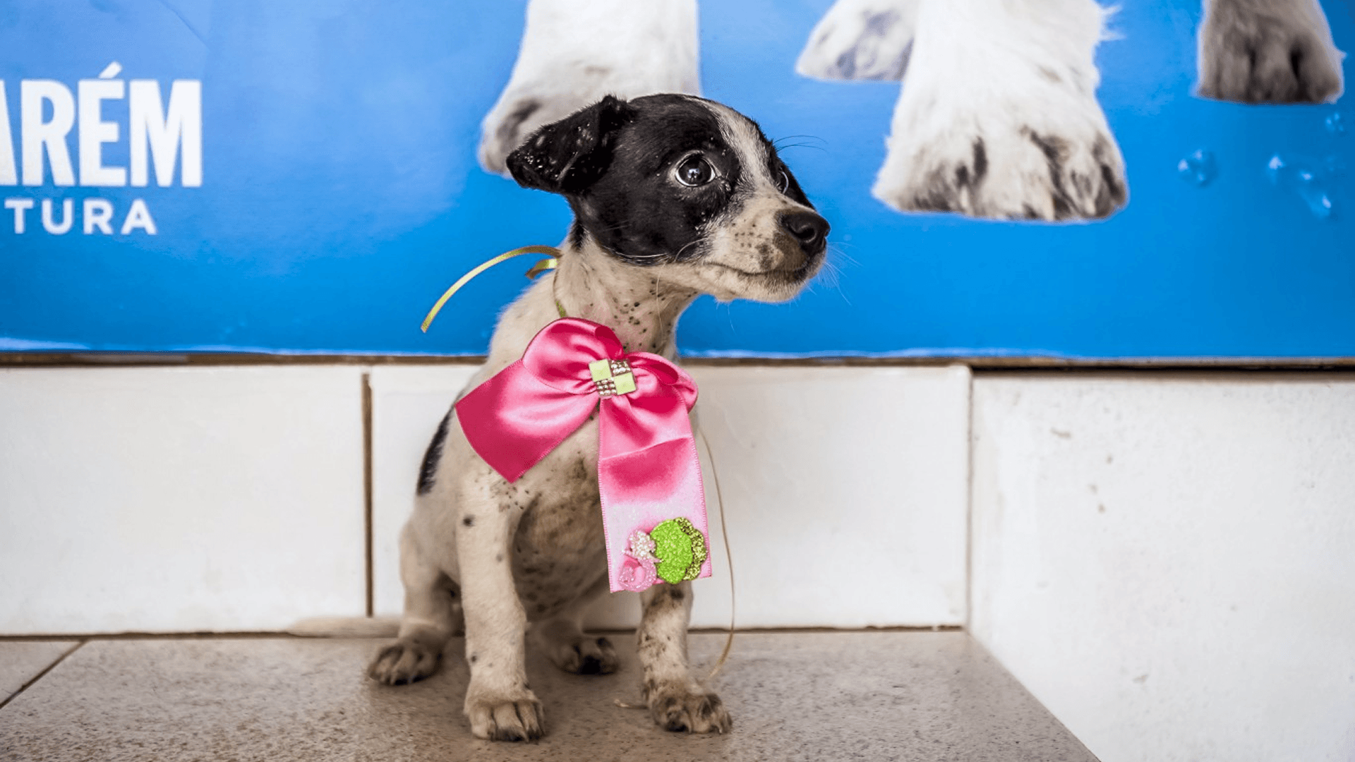 Prefeitura leva atendimento veterinário gratuito e incentivo à adoção responsável à Praça da República neste domingo (29)