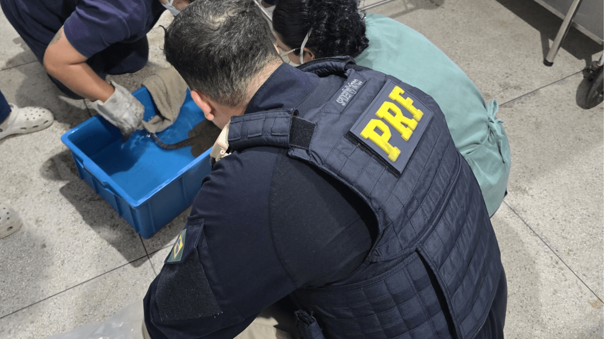PRF resgata seis arraias transportadas irregularmente na BR-316, em Castanhal