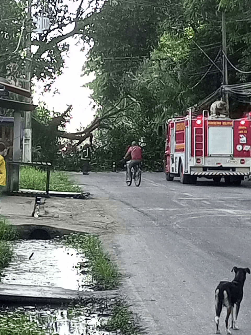 Queda de árvore interdita via em Outeiro e complica o trânsito nesta terça, 7