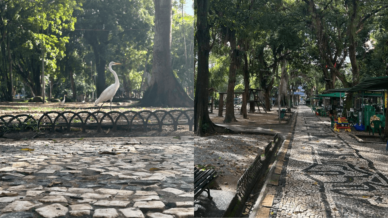 Queda nas vendas de água de coco e medo de frequentadores: aumento de garças preocupa quem circula pela Praça Batista Campos