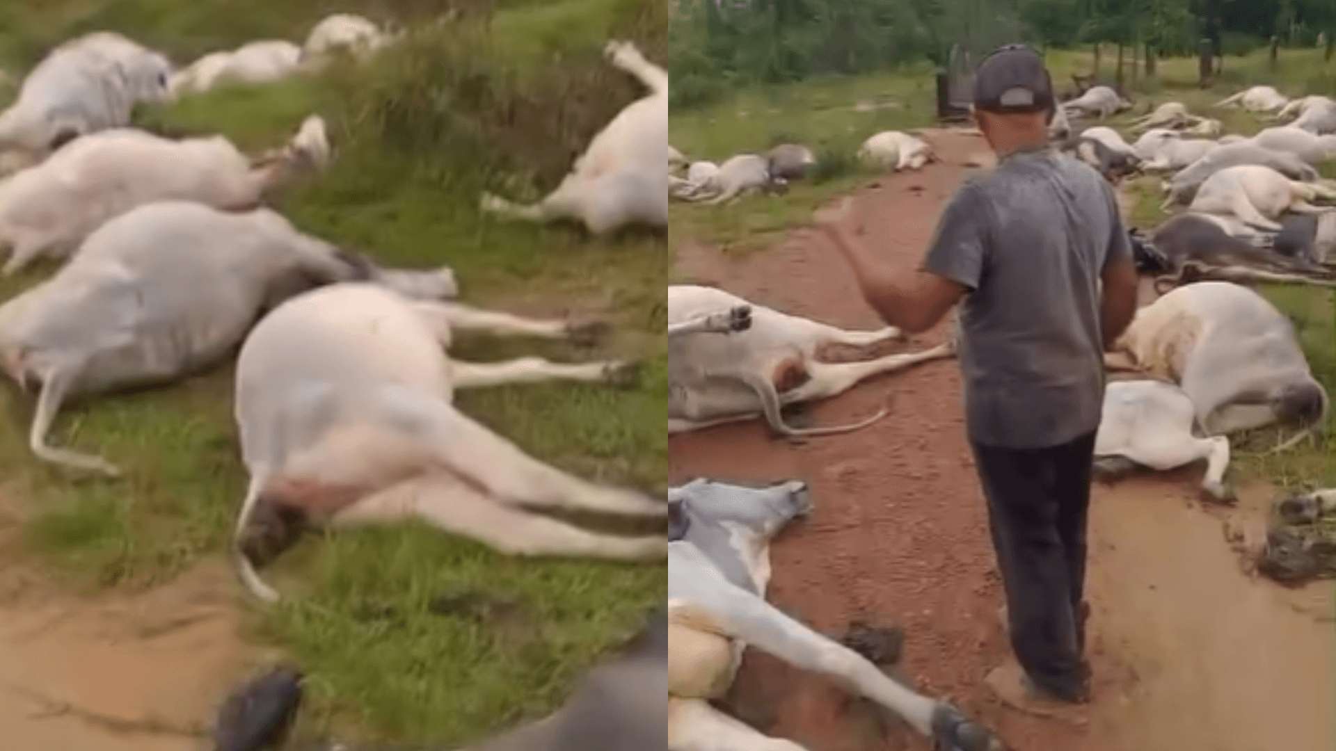 Vídeo: Raio mata dezenas de cabeças de gado em propriedade rural de Trairão, interior do PA