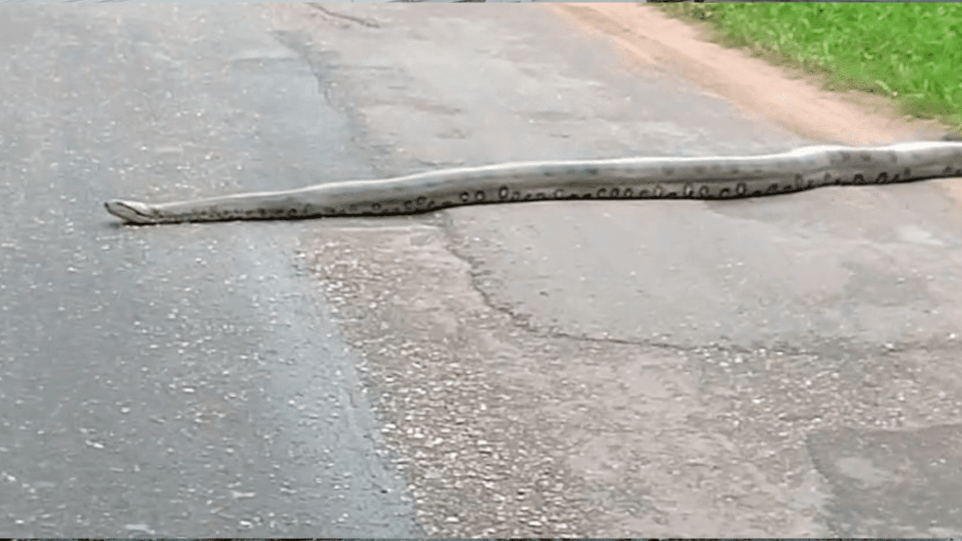 Sucuri é flagrada por motoristas tentando atravessar rua movimentada em Castanhal