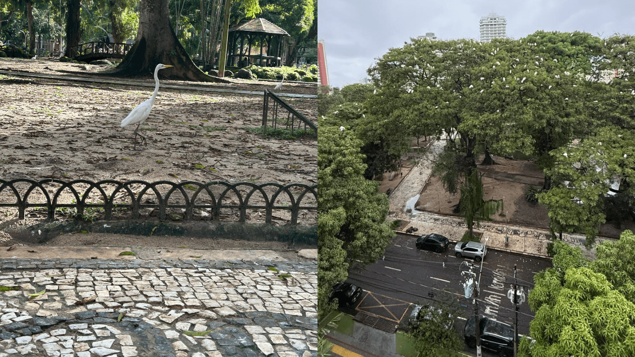 Superpopulação de garças na Praça Batista Campos acende alerta para altos riscos à saúde; autoridades ainda não se manifestaram