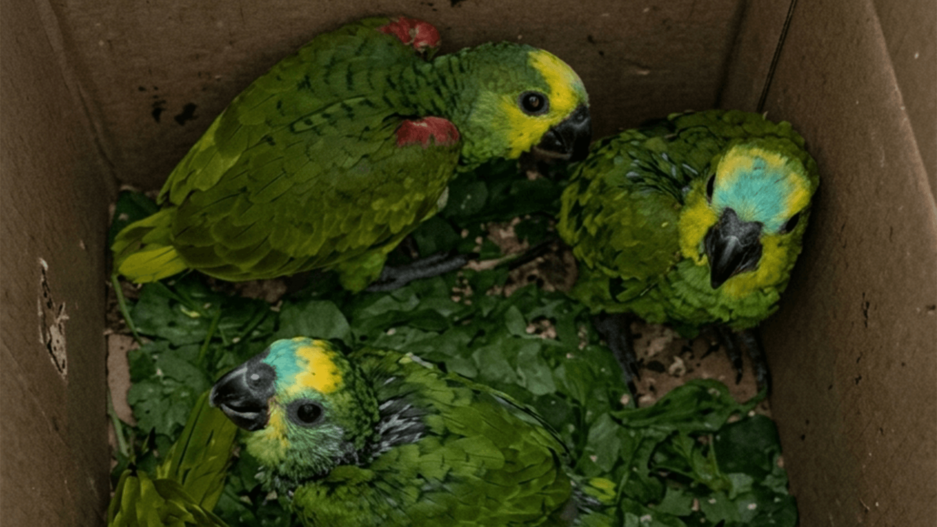 Suspeito de integrar rede internacional de tráfico de animais silvestres é preso em Santarém, no Pará