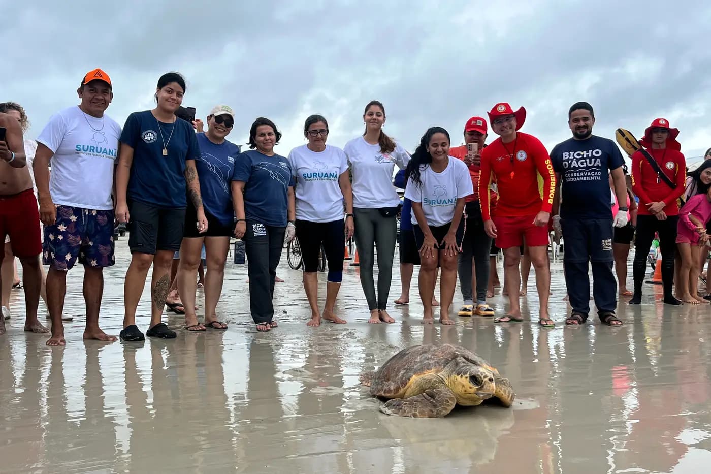 Tartaruga resgatada em Salinas volta ao mar após dois meses de reabilitação