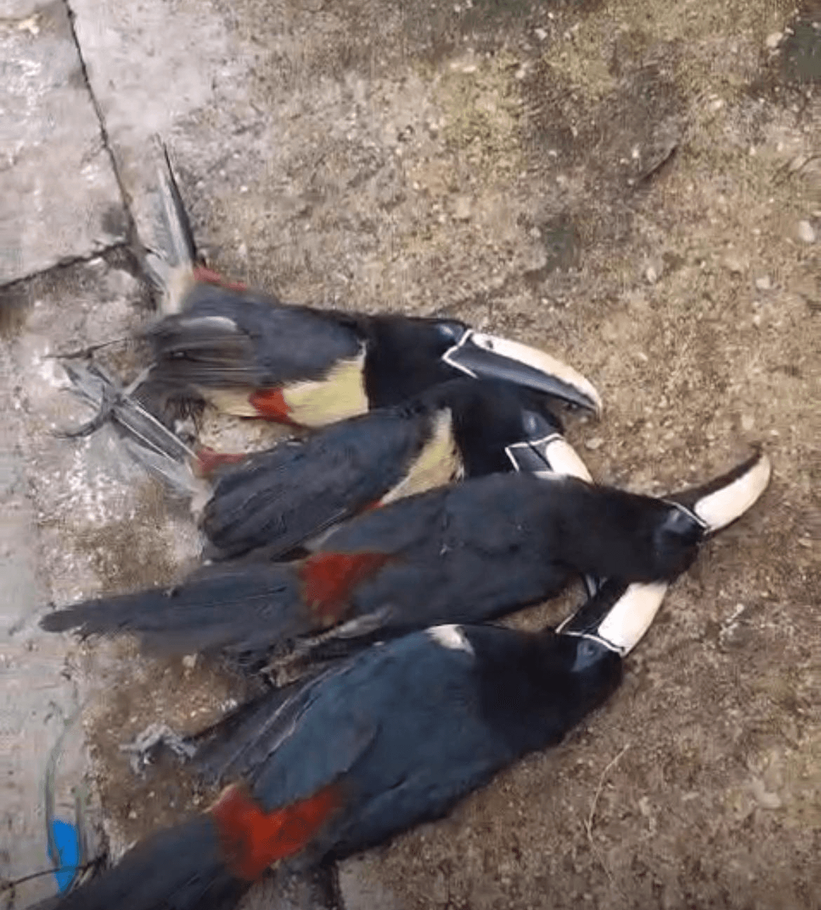 Tucanos são encontrados mortos em Belém; suspeita-se que tenham sido eletrocutados na rede elétrica