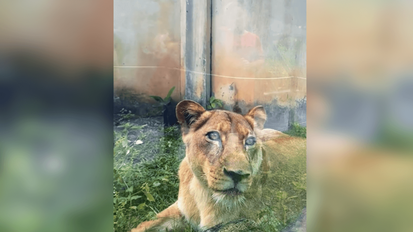 Veterinário afirma que leoa está bem e descarta sacrifício após episódio de tensão