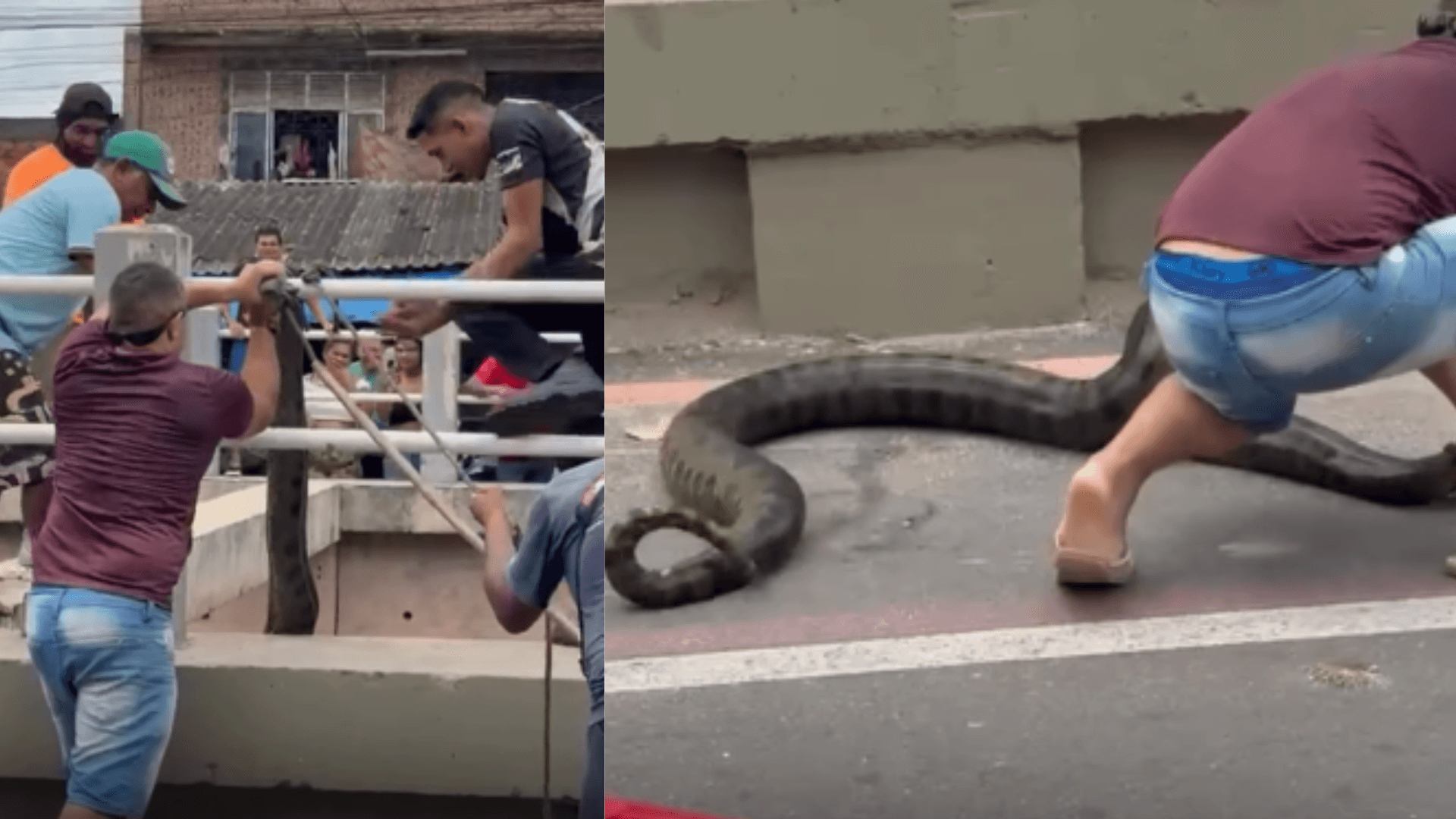 Vídeo: cobra sucuri é encontrada por moradores no canal da Mundurucus, em Belém